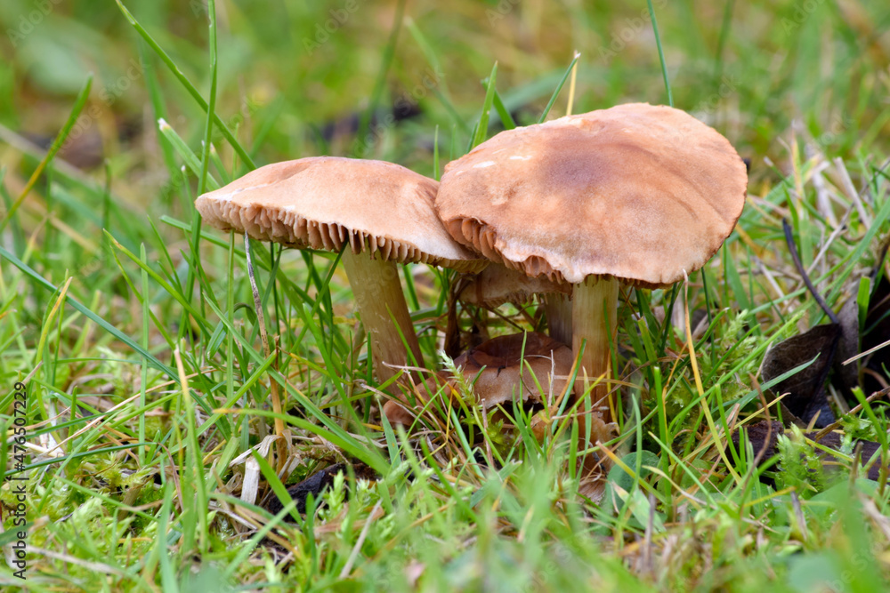 Backyard Mushroom 02 Backyard Mushroom 02