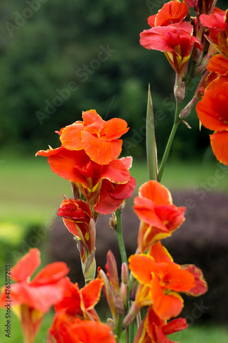 Beautiful red flowers grow in the garden