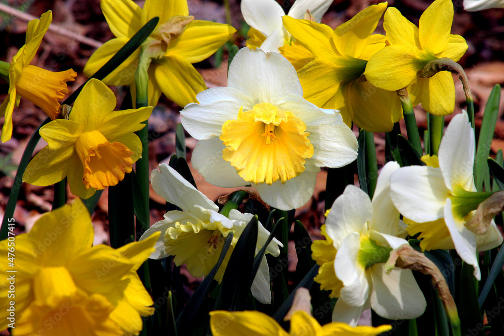 yellow daffodils in spring yellow daffodils in spring