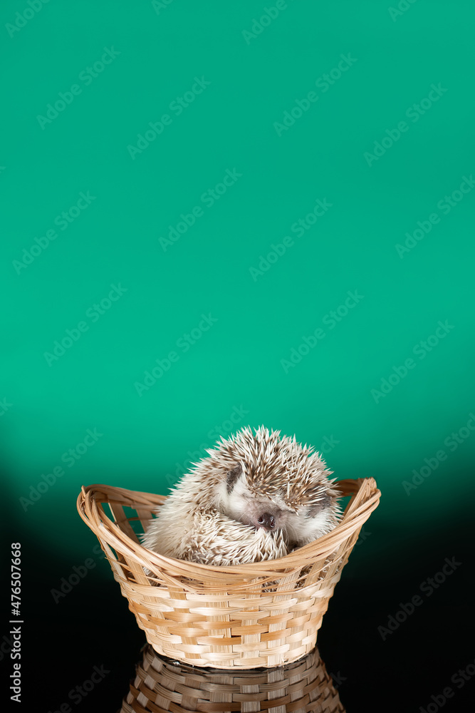 African hedgehog sleeps in a basket. Vertical studio shot, color background, copy space. African hedgehog sleeps in a basket. Vertical studio shot, color background, copy space.