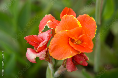 Close up view of Beautiful red flowers grow in the garden © adhes