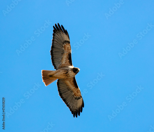 A Cooper's Hawk Soaring in the Sky looking below and Surveying the Landscape with Wings Spread