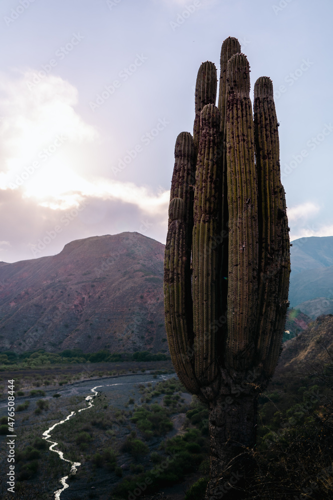 cactus in desert cactus in desert