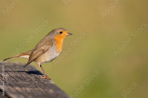 Bird robin on wooden table on blur background