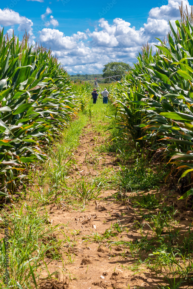 corn plantation in the interior of Brazil