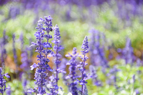 field of lavender