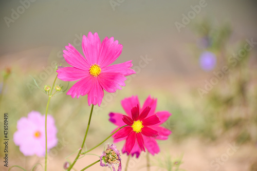 pink cosmos flowers in field