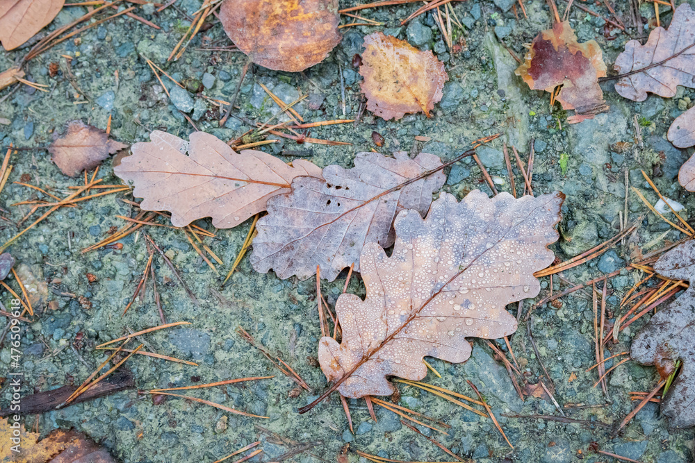 Autumn leaves covered by raindrops on pebbly ground