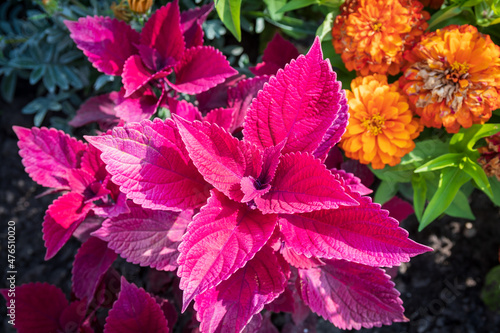 Coleus, Solenostemon, Plectranthus scutellarioides and marigolds