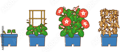 朝顔の成長過程（双葉～本葉～開花～種取り）カラーバージョン