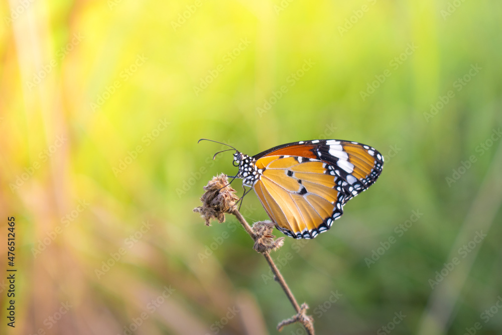 A beautiful butterfly perched on the grass A beautiful butterfly perched on the grass