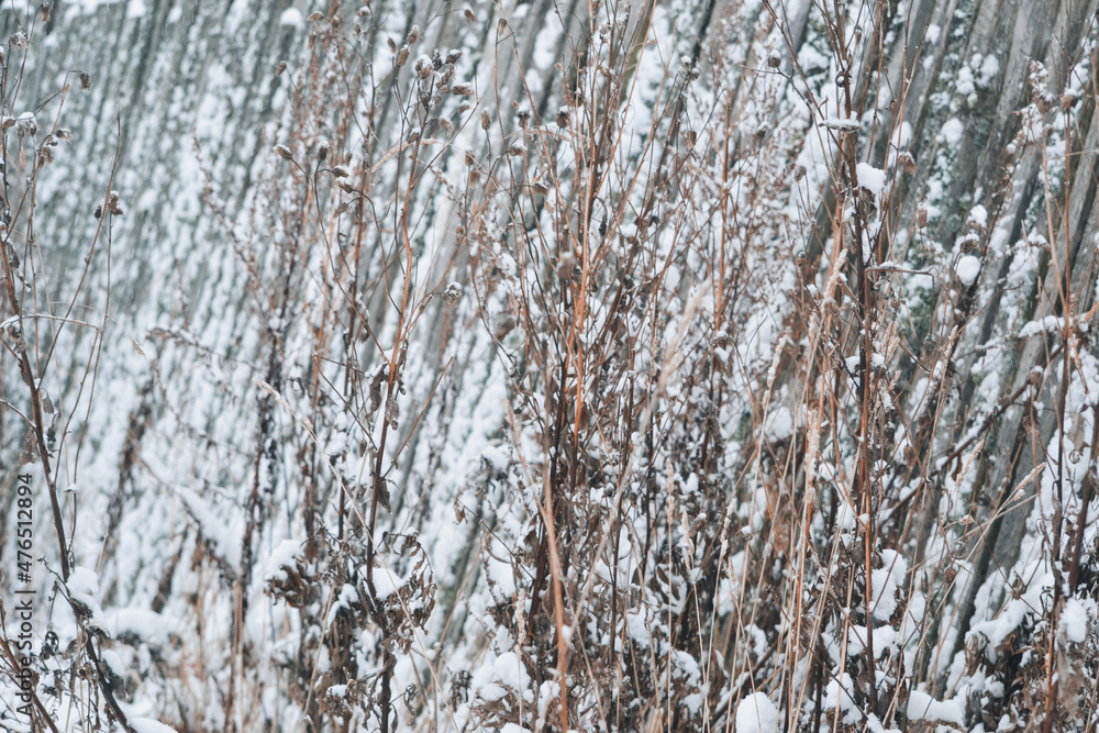 Fototapeta premium Winter dry grass under snow. Background with dry wild flower, macro