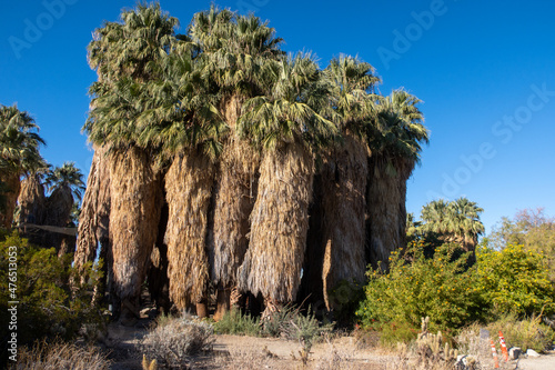 A Desert Oasis in the Mojave Desert of California where Water Springs and Creates and Lush Riparian Habitat with Palm Trees Clustered Together Creating a Habitat