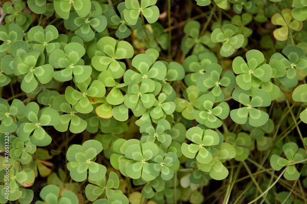 fresh green water fern in nature garden fresh green water fern in nature garden