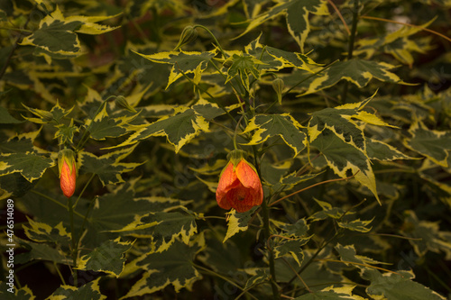  Redvein abutilon, red vein Indian mallow, redvein flowering maple, Chinese-lantern, red vein Chinese lanterns (Abutilon pictum,  Abutilon striatum). photo