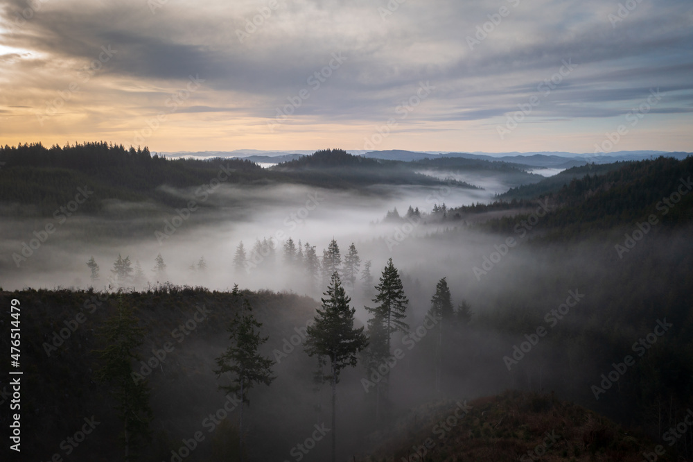 Oregon forest trees in fog at sunrise.