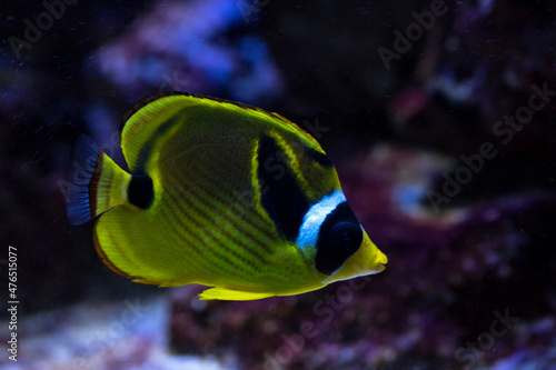 Raccoon butterflyfish, raccoon coralfish, redstriped butterflyfish (Chaetodon lunula).