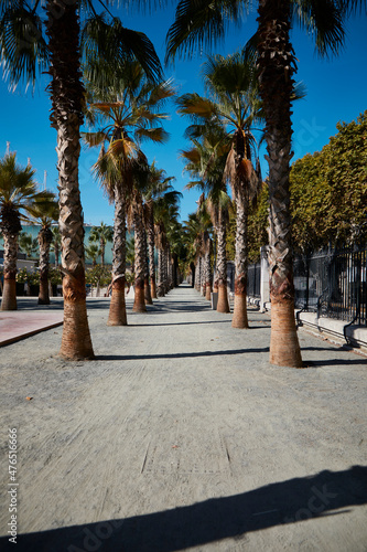 Road made with palm trees on the sides, white sand and light blue sky