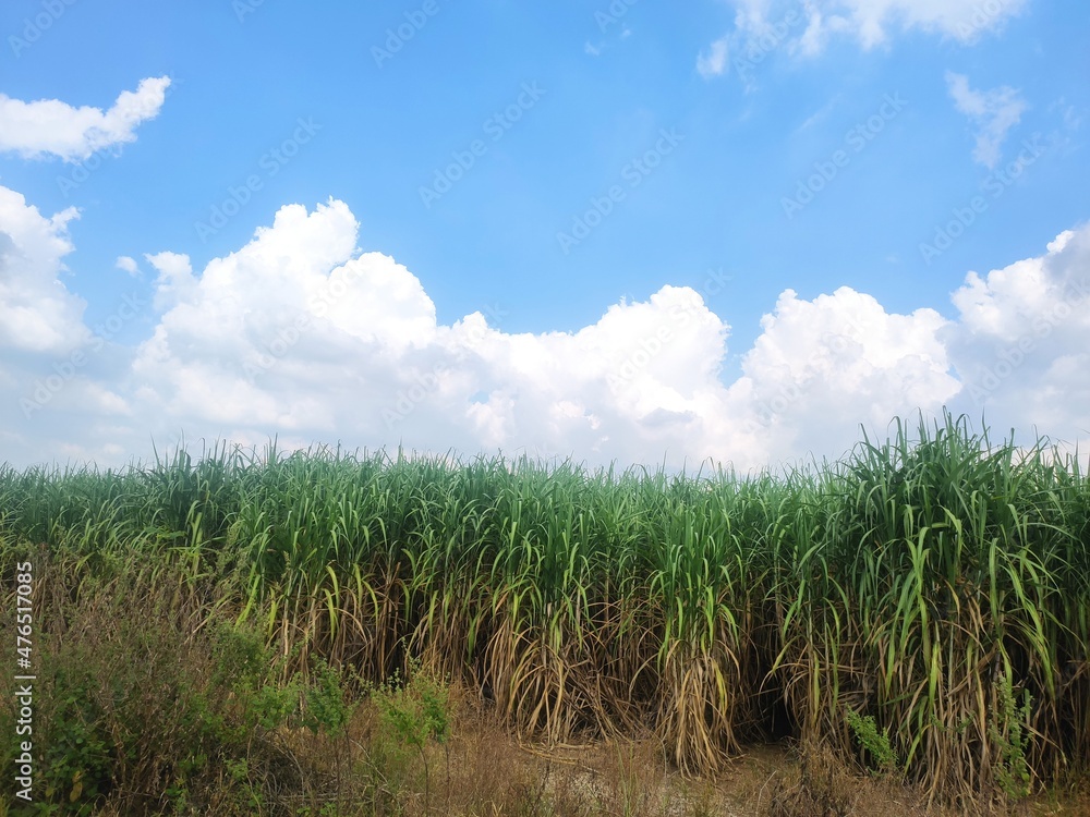Obraz premium Sugarcane fields with sunshine and blue sky background.