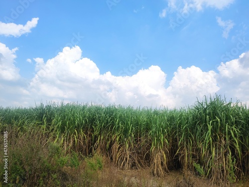 Sugarcane fields with sunshine and blue sky background.