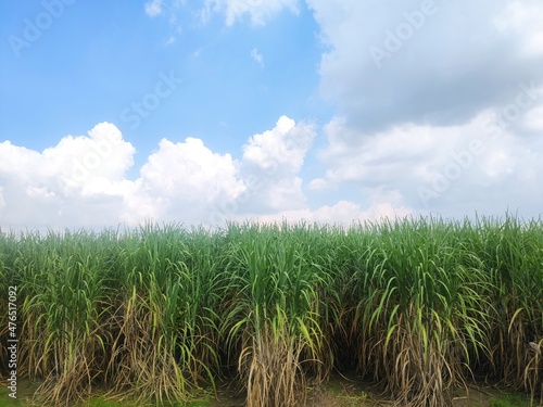 Sugarcane fields with sunshine and blue sky background.