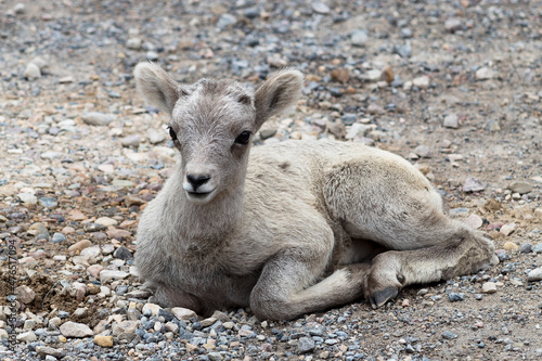 New born bighorn sheep baby laying in gravel