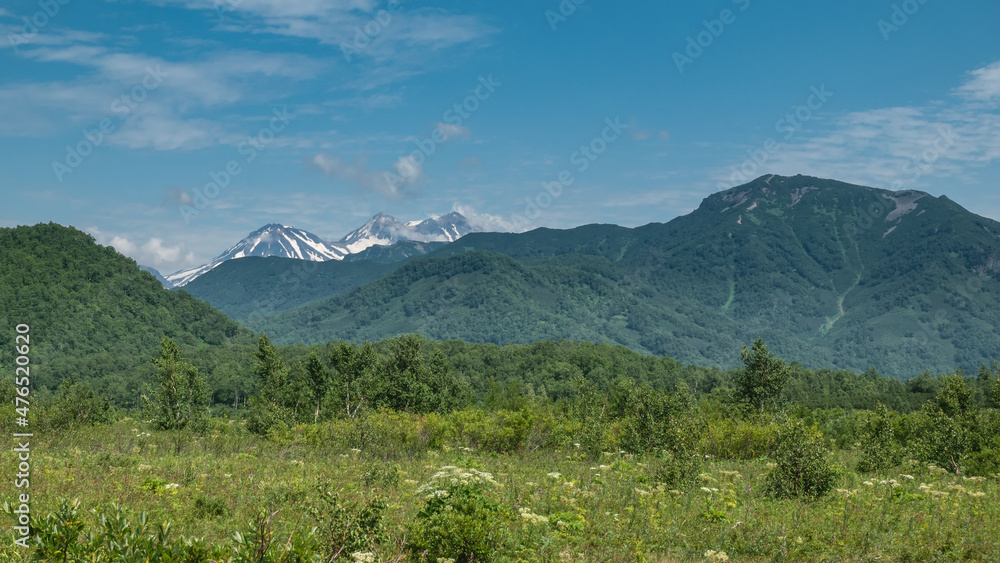 The Alpine meadow is covered with lush green vegetation, wildflowers. A picturesque mountain range and the peaks of snow-capped conical volcanoes against the blue sky. Kamchatka. Nalychevo