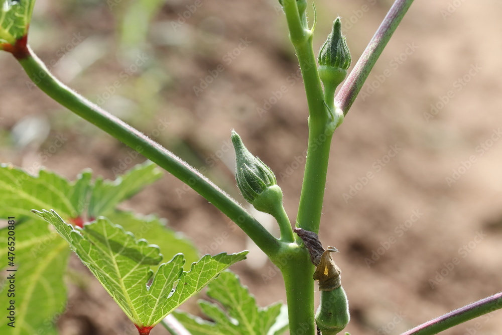 okra plant in vegetable field with small fruits okra plant in vegetable field with small fruits