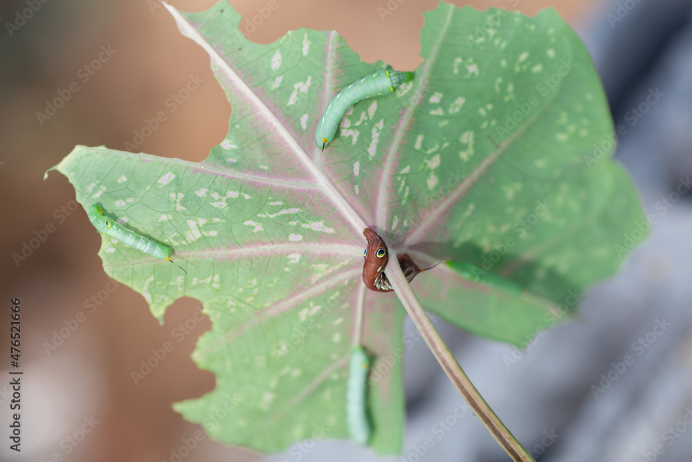 The caterpillars are eating the leaves. Caterpillars of ornamental plant pests. insect pest concept. The caterpillars are eating the leaves. Caterpillars of ornamental plant pests. insect pest concept.