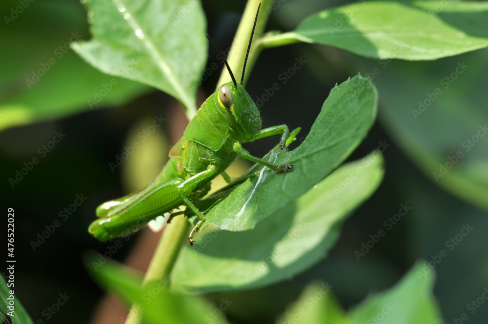 Closeup of grasshopper stay in green leaves blur background Closeup of grasshopper stay in green leaves blur background