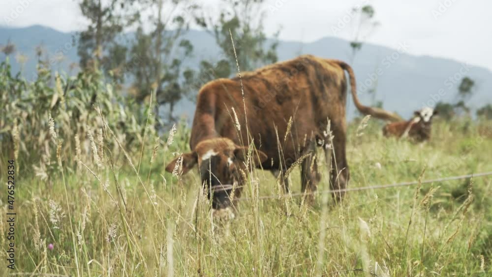 A cow grazing peacefully in a field A cow grazing peacefully in a field