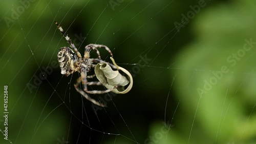 Marbled Orb Weaver (Araneus marmoreus) spider cleaning house, removing a fallen dead leaf from it's web. photo