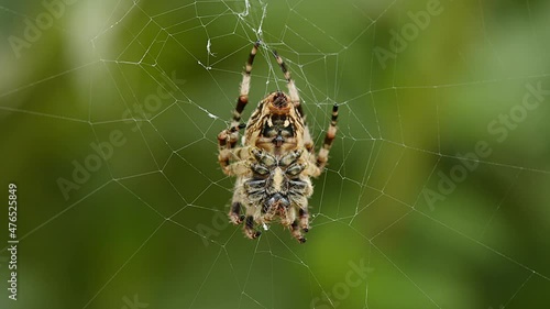 Marbled Orb Weaver (Araneus marmoreus) spider on it's web. photo