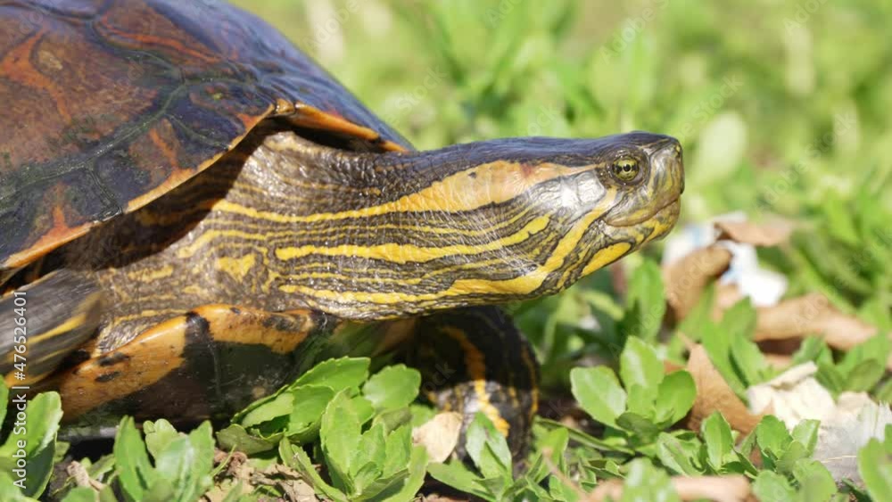 Stumpy hardshell turtle, d'orbigny's slider, trachemys dorbigni ...