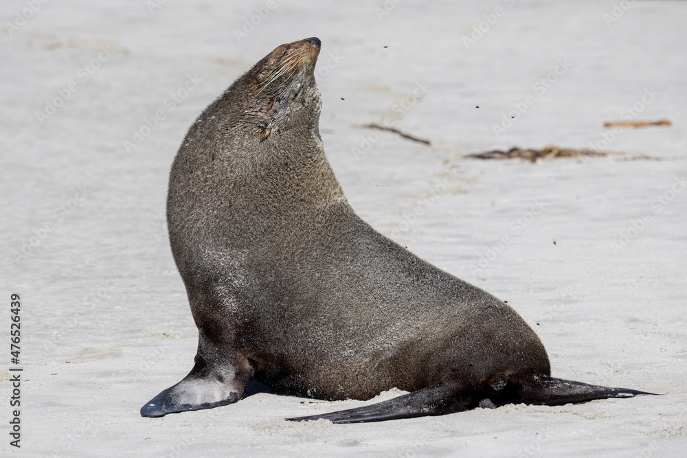 Naklejka premium New Zealand Fur Seal