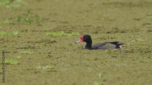 Wild rosy-billed pochard, netta peposaca spotted swimming across the marshland full of pond scums, foraging for aquatic vegetations along the way at daytime. photo