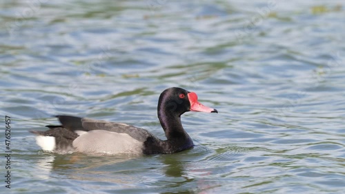 Wildlife landscape close up shot of a excited male rosy billed pochard; netta peposaca, waggling its tail, outstretched and elongate the neck across wavy freshwater pond. photo