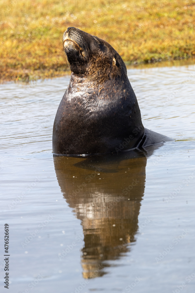 Naklejka premium Endemic Sea Lion of New Zealand