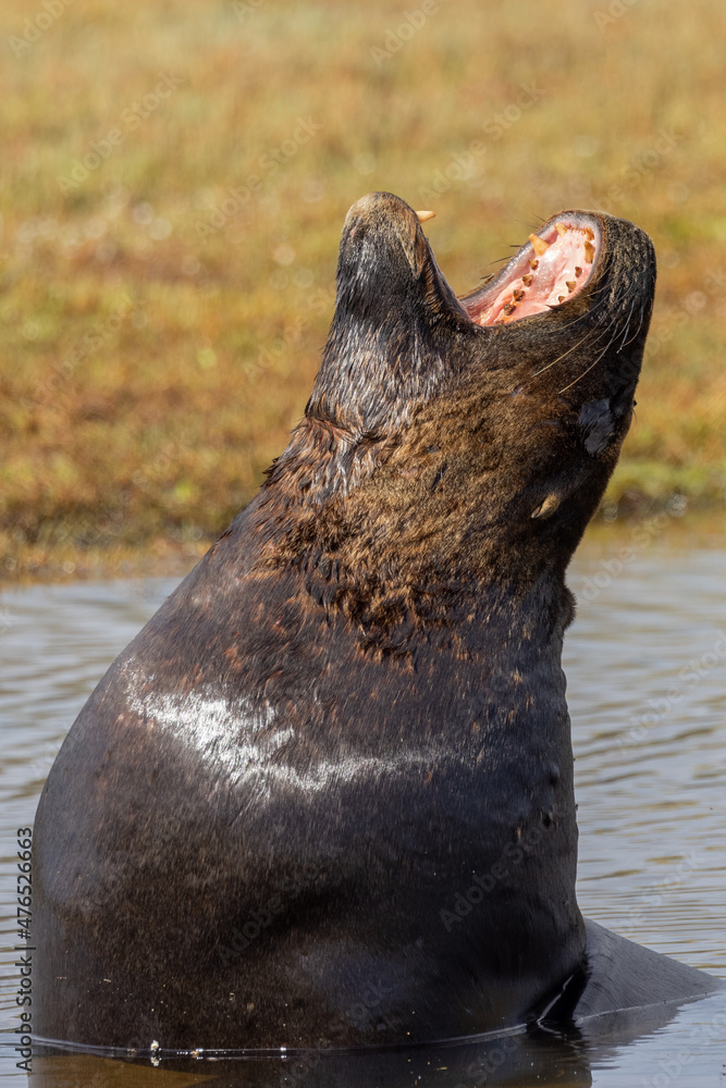 Obraz premium Endemic Sea Lion of New Zealand