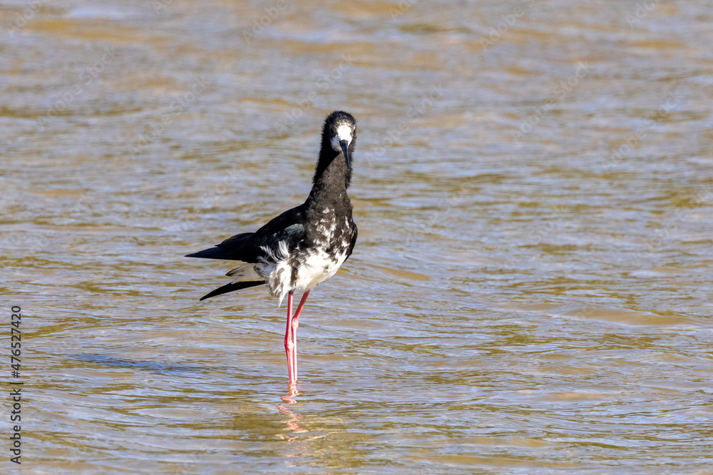 Pied and Black Hybrid Stilt in New Zealand Pied and Black Hybrid Stilt in New Zealand