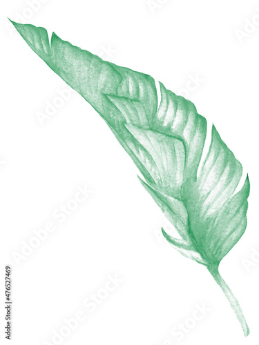 Watercolor tropical collection. Hand drawn leaves and flowers isolated on white background. Tropical decorative elements for textile, cards and invitations