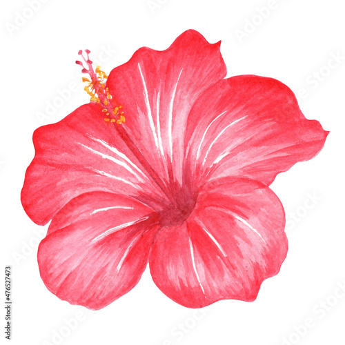 Watercolor tropical collection. Hand drawn leaves and flowers isolated on white background. Tropical decorative elements for textile, cards and invitations