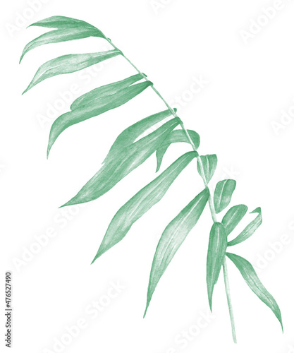 Watercolor tropical collection. Hand drawn leaves and flowers isolated on white background. Tropical decorative elements for textile, cards and invitations