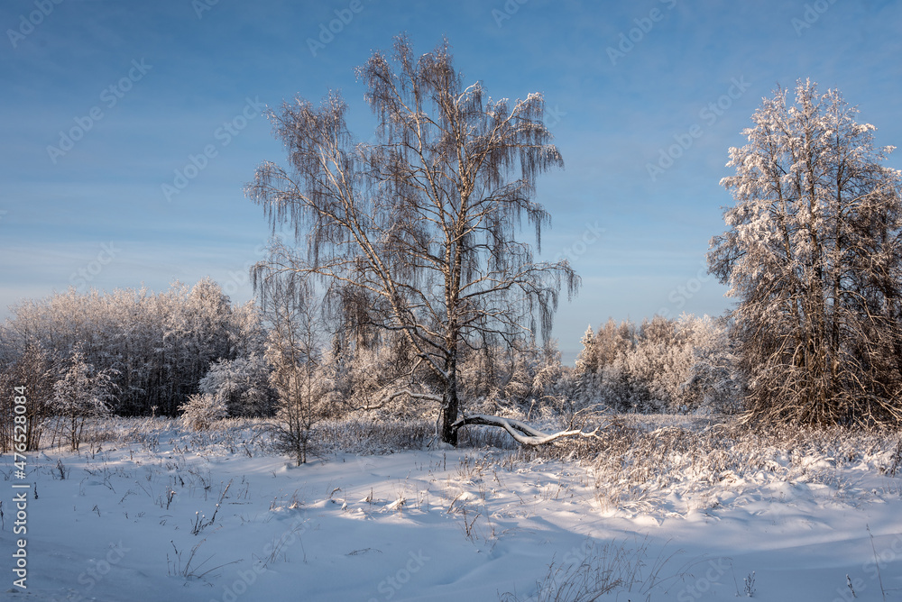A fabulous winter forest covered with snow. A fabulous winter forest covered with snow.