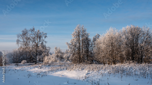 Landscape with winter forest covered with snow.