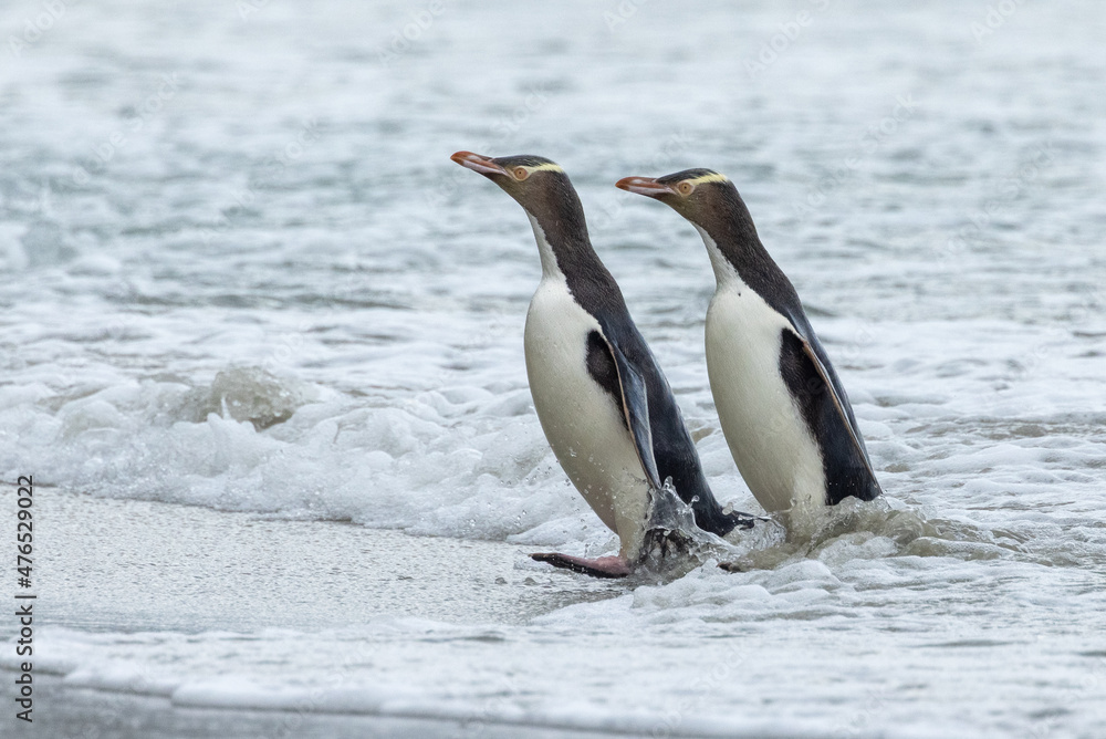 Fototapeta premium Endangered Yellow-eyed Penguin in New Zealand