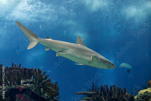 Sea water aquarium shark