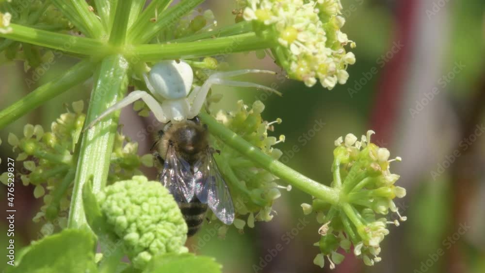 Predator and Prey - Flower Crab Spider, Misumena vatia with Honey Bee on a flower Predator and Prey - Flower Crab Spider, Misumena vatia with Honey Bee on a flower