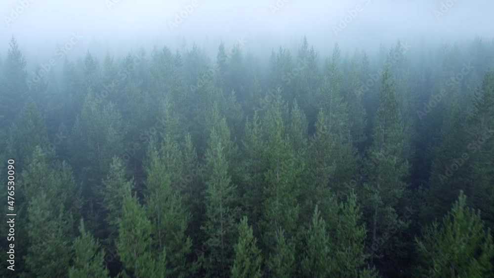 Moody forest aerial in Alaska Moody forest aerial in Alaska