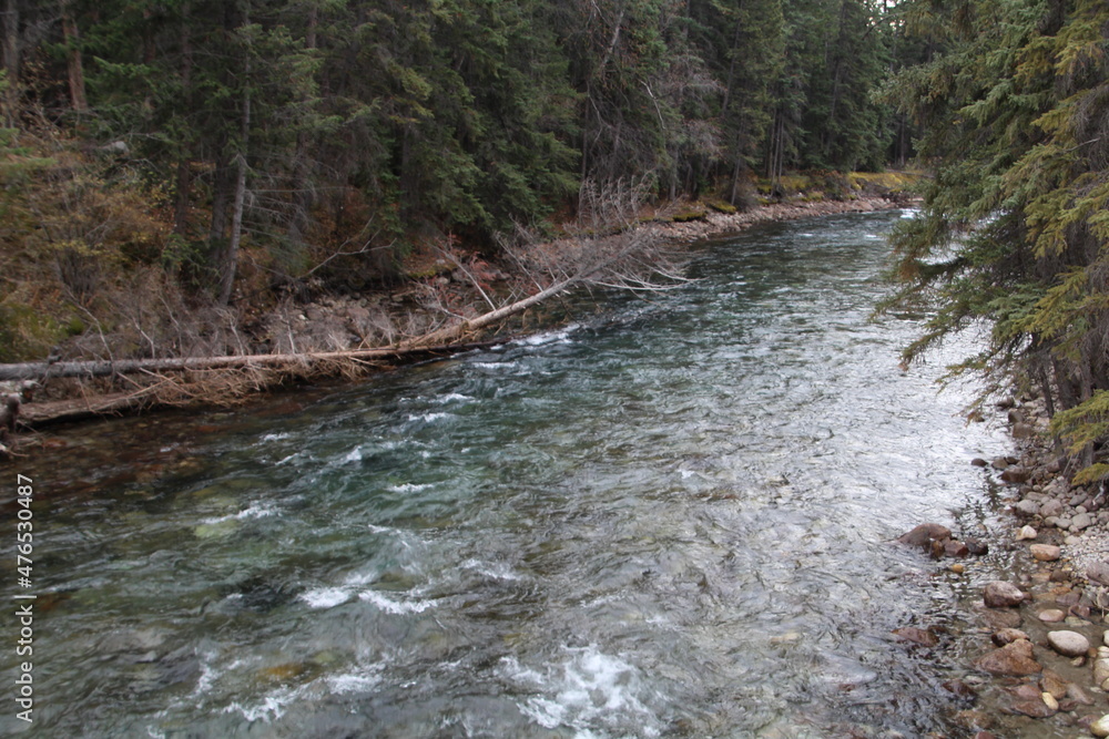 stream in the forest, Jasper National Park, Alberta stream in the forest, Jasper National Park, Alberta